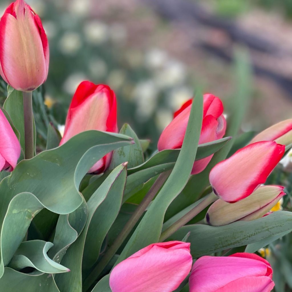 <Pink Impression Tulip Variety>