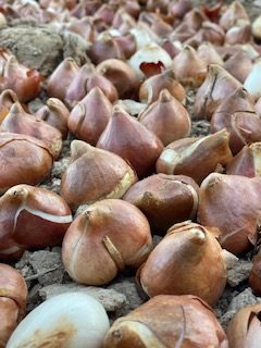 <Placement of Tulips Bulbs Upright in a Tulip Trench>