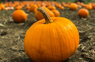 <Google Pumpkin Image>