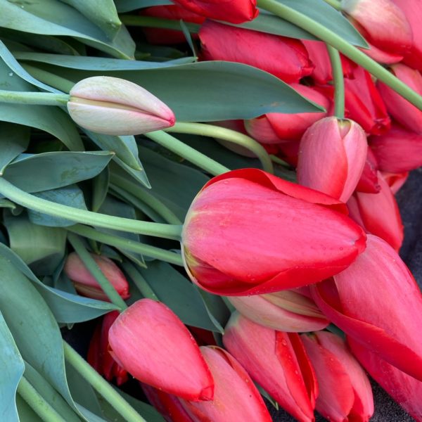 Spring Bouquet Subscription - 5 weeks
